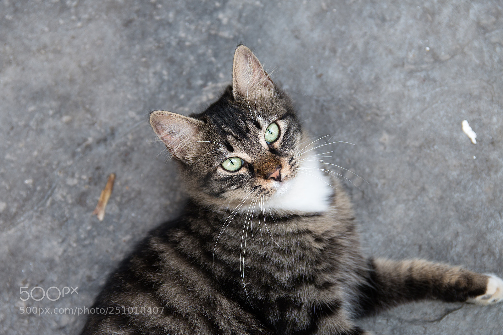 Canon EOS 70D sample photo. Greeny photography