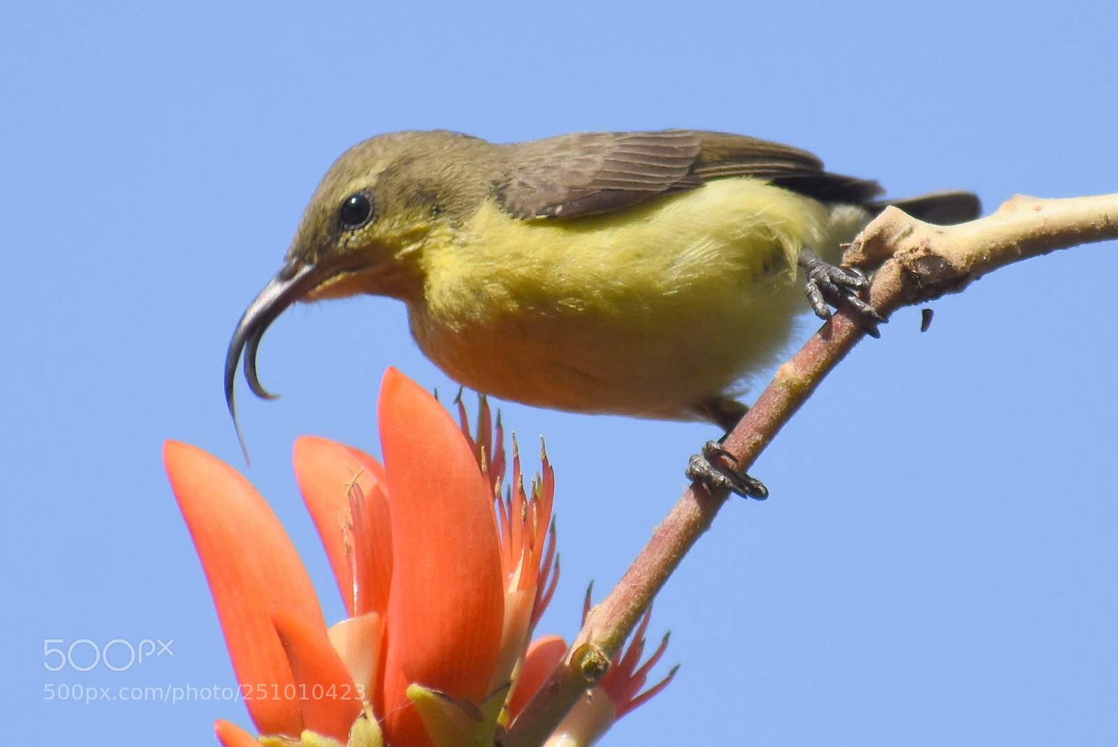 Nikon D7200 sample photo. Sunbird photography