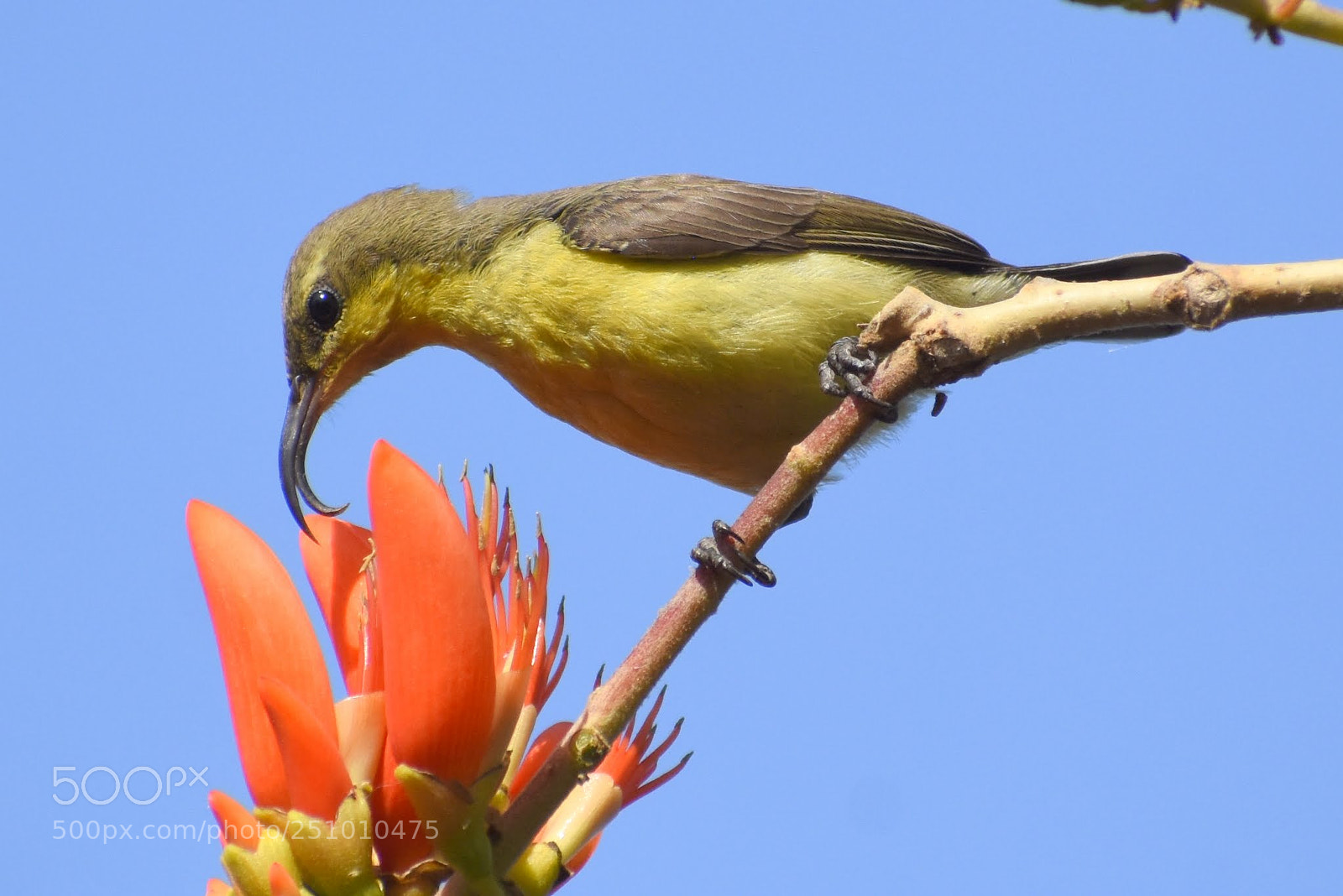Nikon D7200 sample photo. Sunbird photography