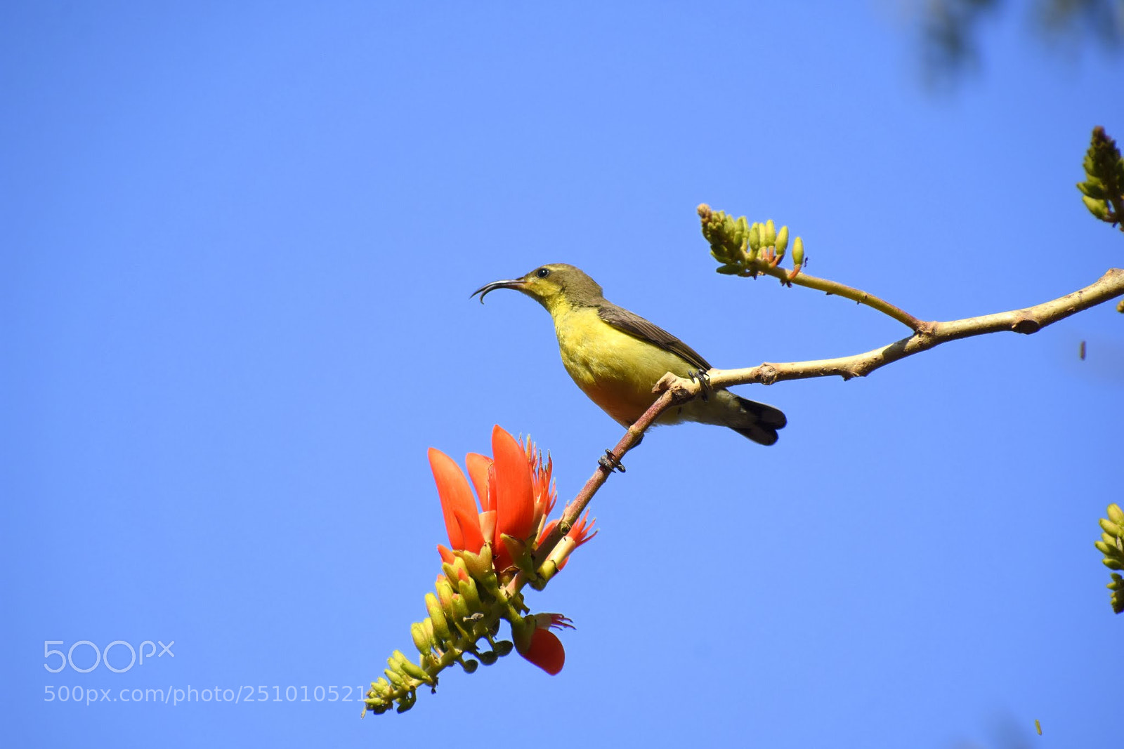 Nikon D7200 sample photo. Sunbird photography