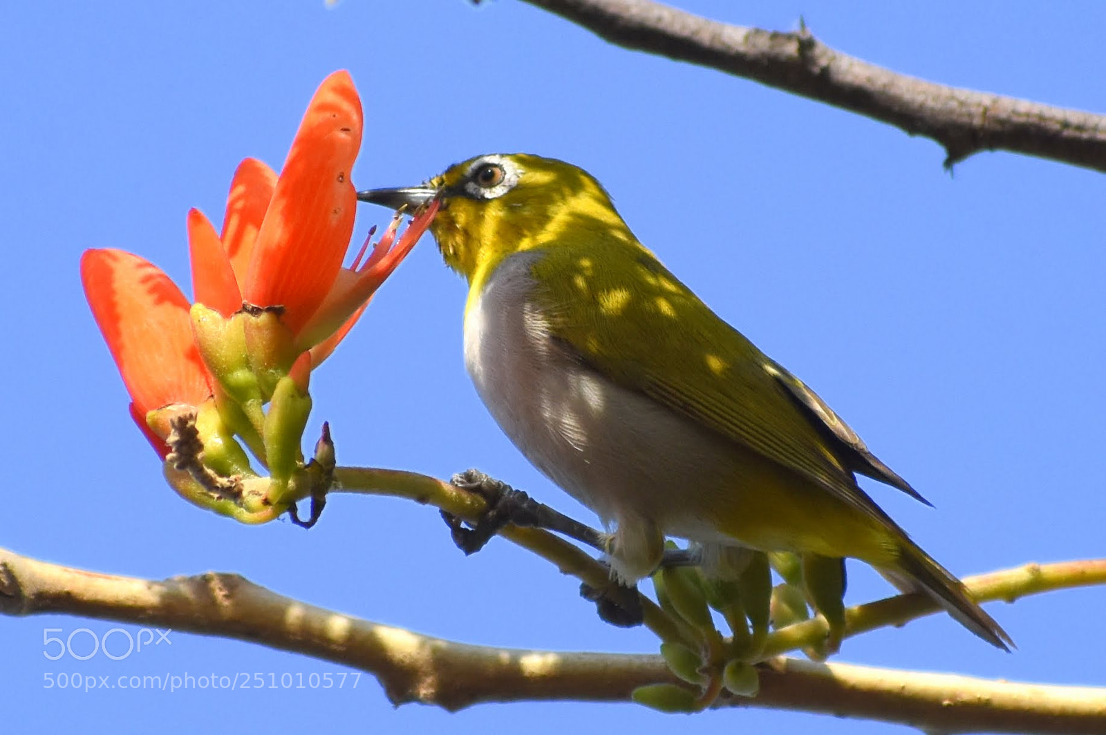 Nikon D7200 sample photo. Oriental white eye photography