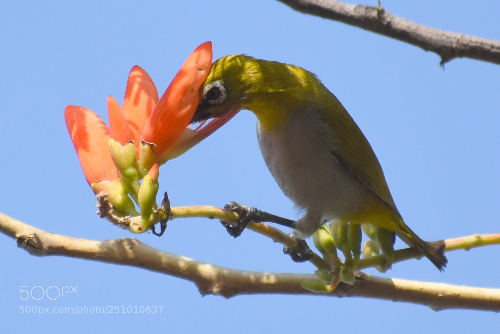 Nikon D7200 sample photo. Oriental white eye photography
