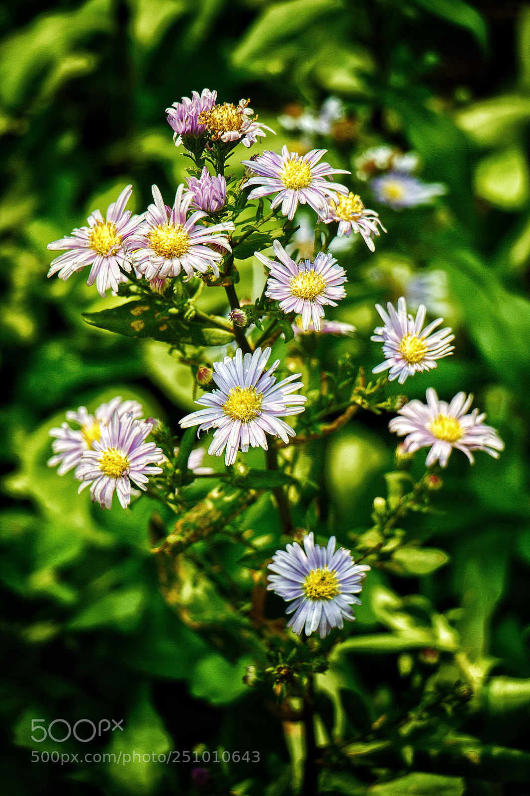 Canon EOS 60D sample photo. Untitled photography