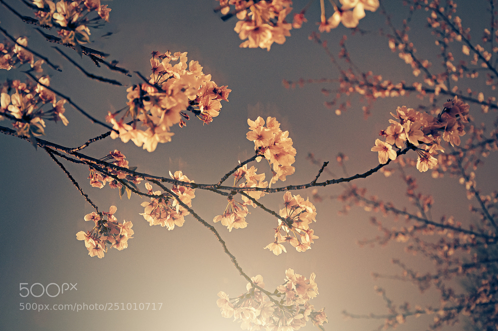 Nikon D90 sample photo. 我家樱花 photography