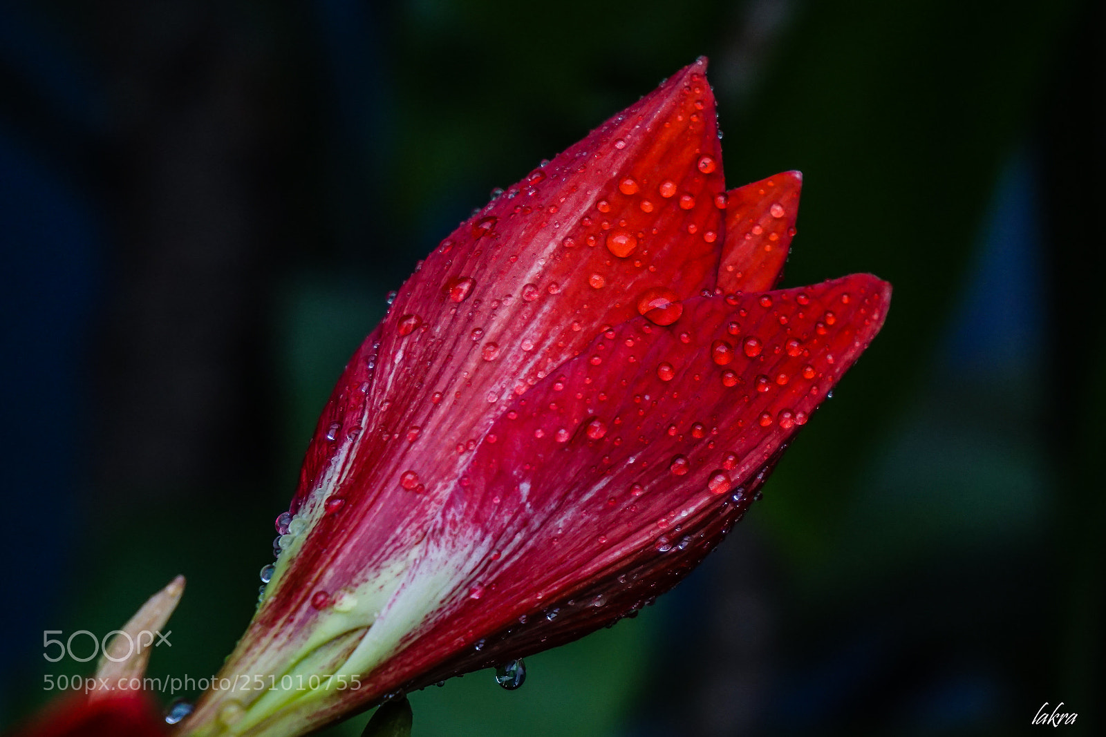 Sony a6000 sample photo. 186.jpg photography
