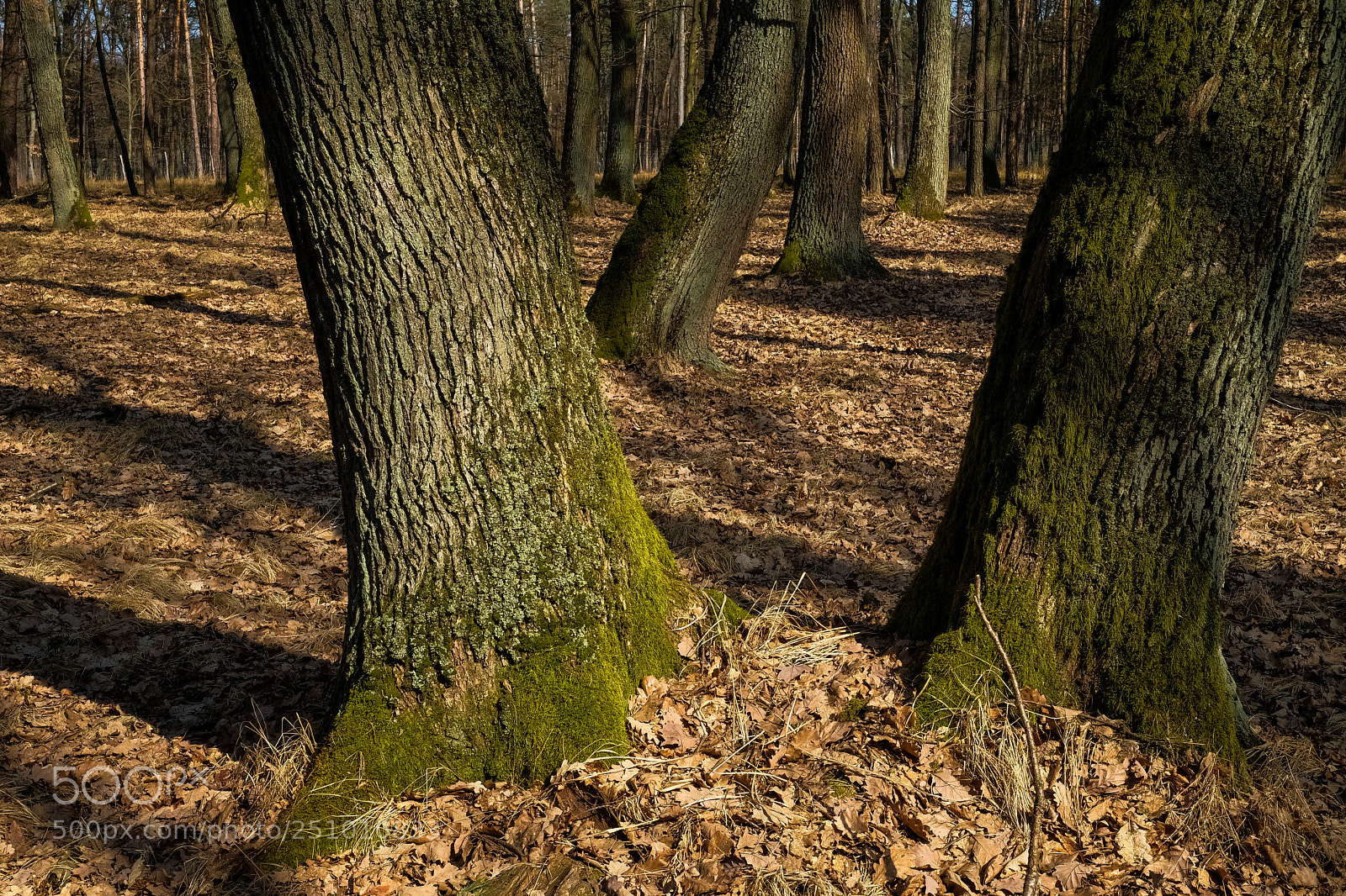 Fujifilm X-Pro2 sample photo. Early spring in forest photography