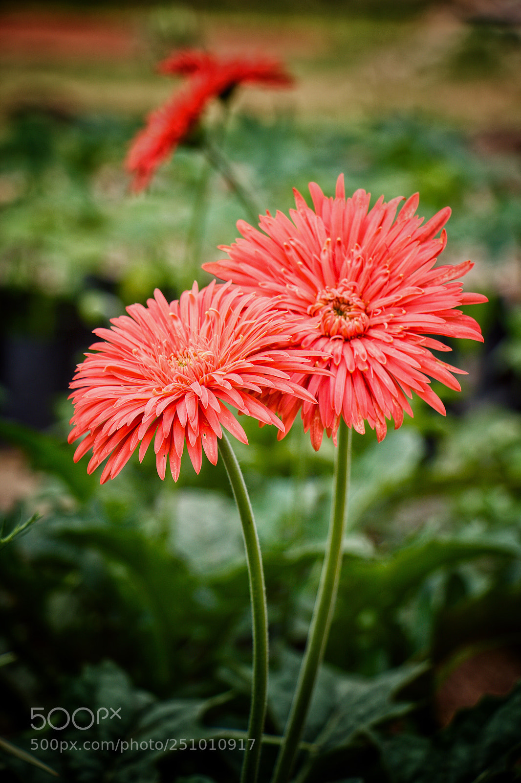 Canon EOS 60D sample photo. Untitled photography