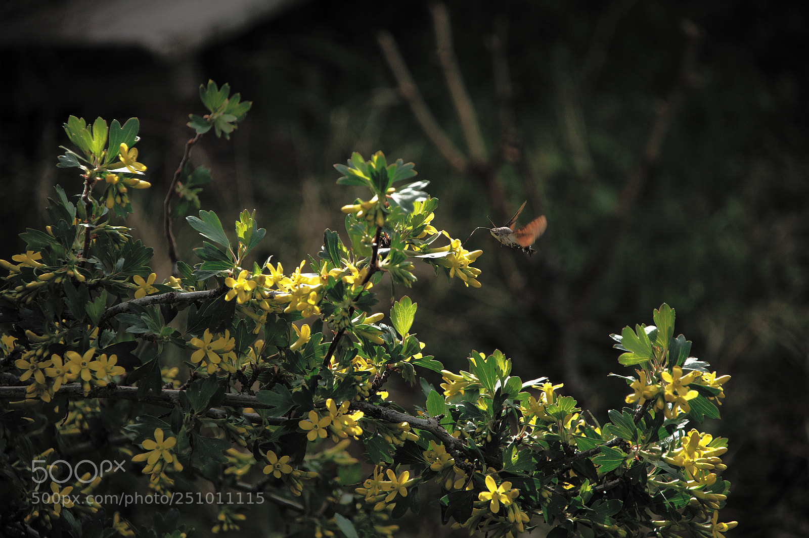 Nikon D5000 sample photo. Black currant photography