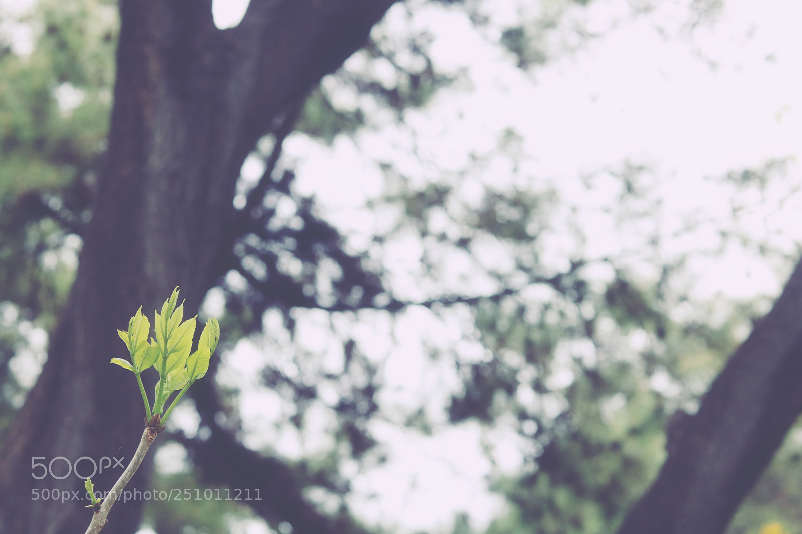 Canon EOS 760D (EOS Rebel T6s / EOS 8000D) sample photo. Spring photography