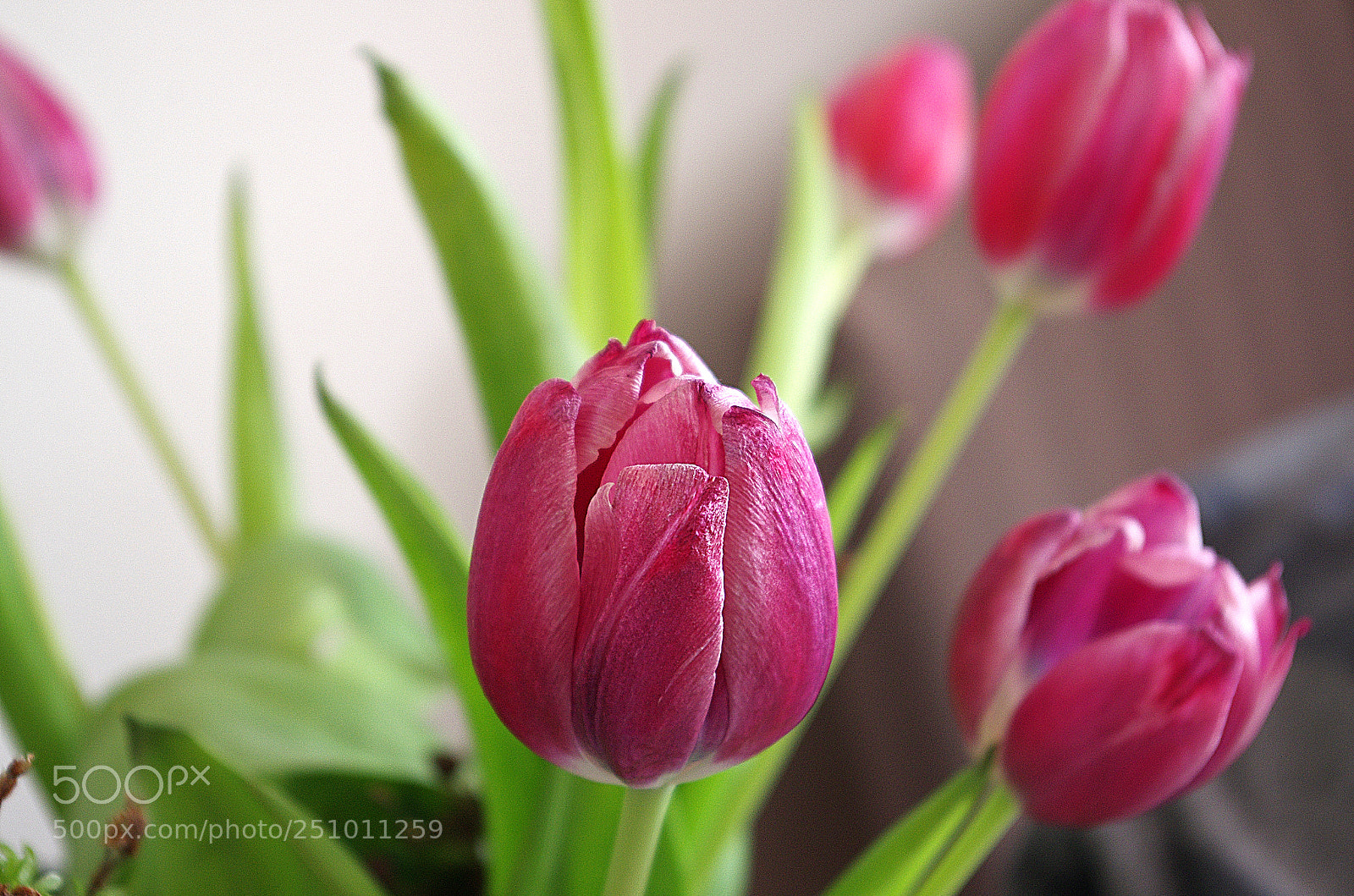 Pentax K-5 sample photo. Tulip photography