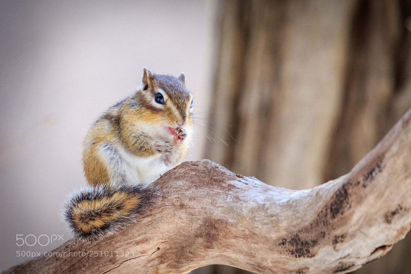 Canon EOS 7D Mark II sample photo. Grooming #2 photography