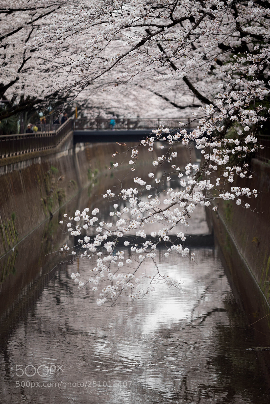 Sony a7S sample photo. Dsc photography