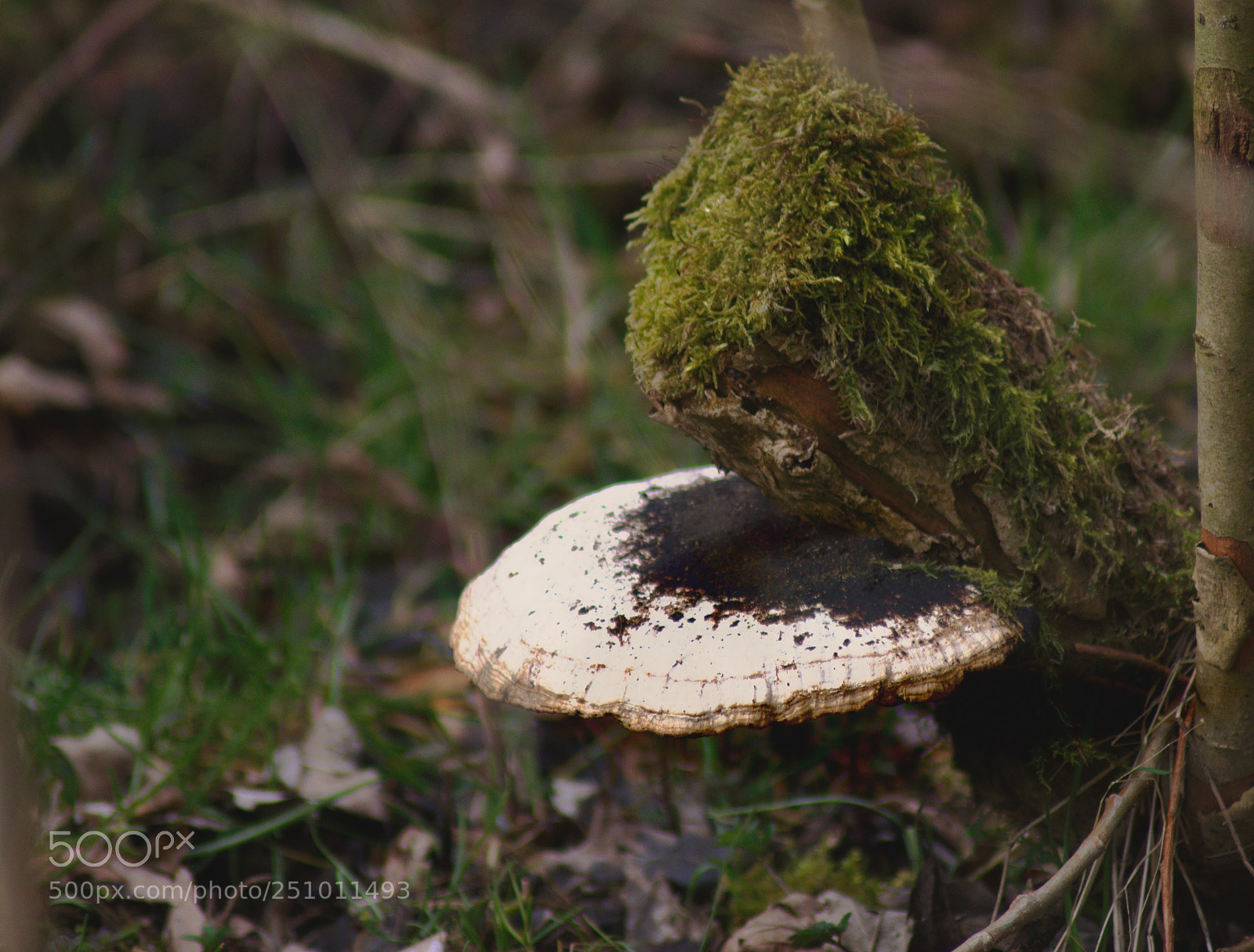 Nikon D3300 sample photo. Fungus photography