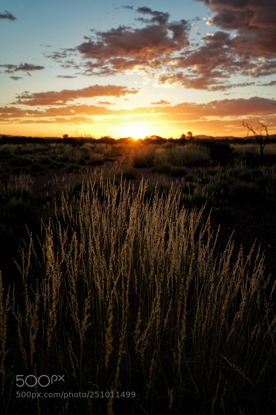 Sony a7R II sample photo. Golden streaks photography