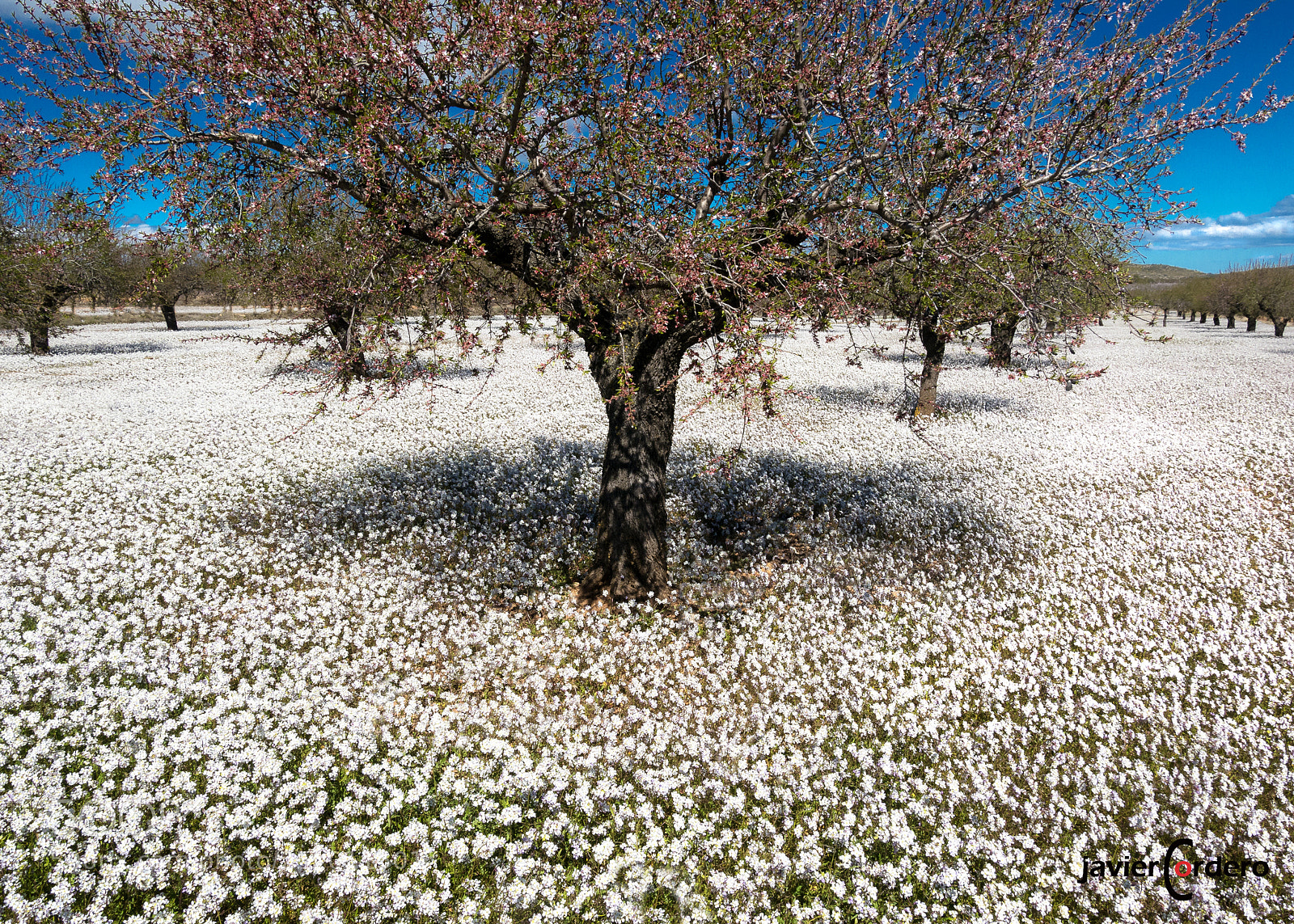 Panasonic Lumix DMC-GX85 (Lumix DMC-GX80 / Lumix DMC-GX7 Mark II) sample photo. 190 snow spring alcubla photography