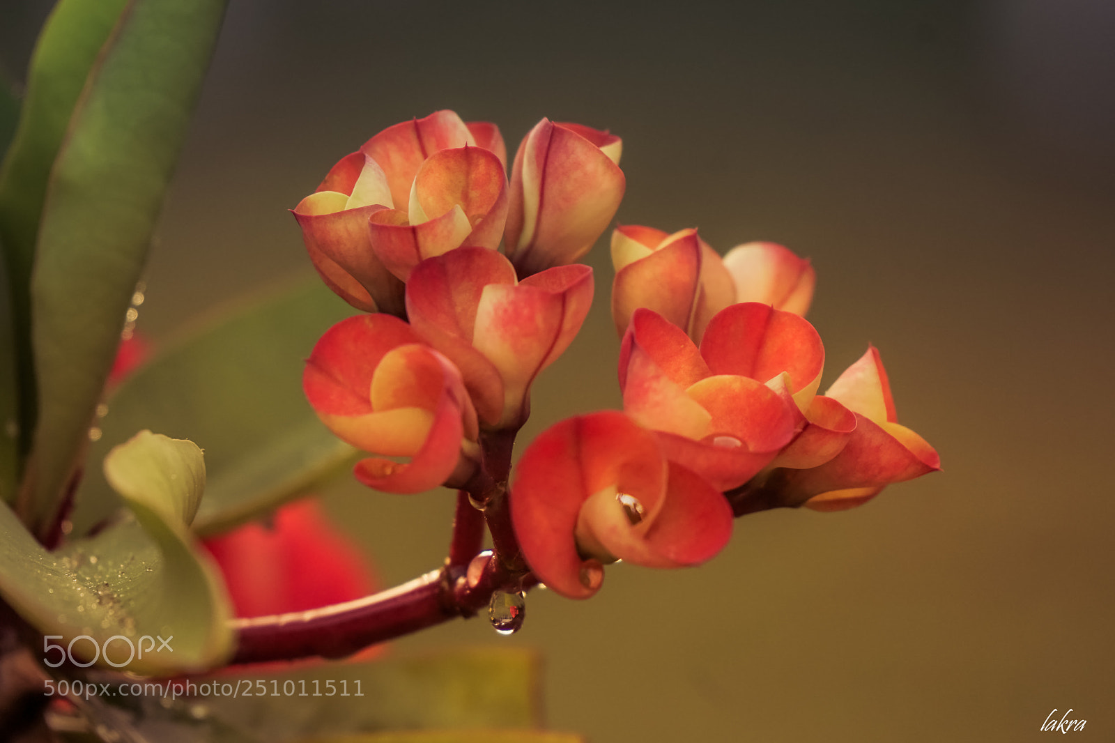 Sony a6000 sample photo. 183.jpg photography