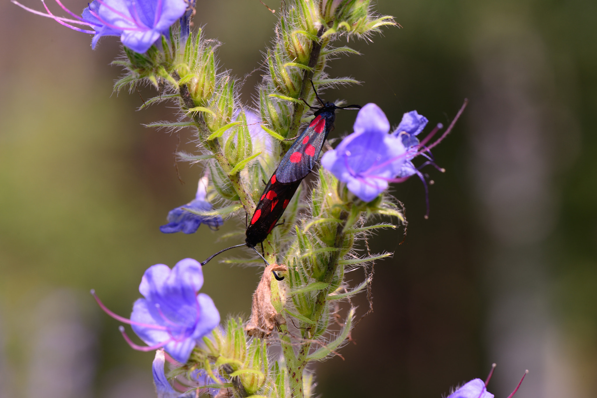 Nikon AF-S Micro-Nikkor 105mm F2.8G IF-ED VR sample photo. Zygaena lonicerae. photography