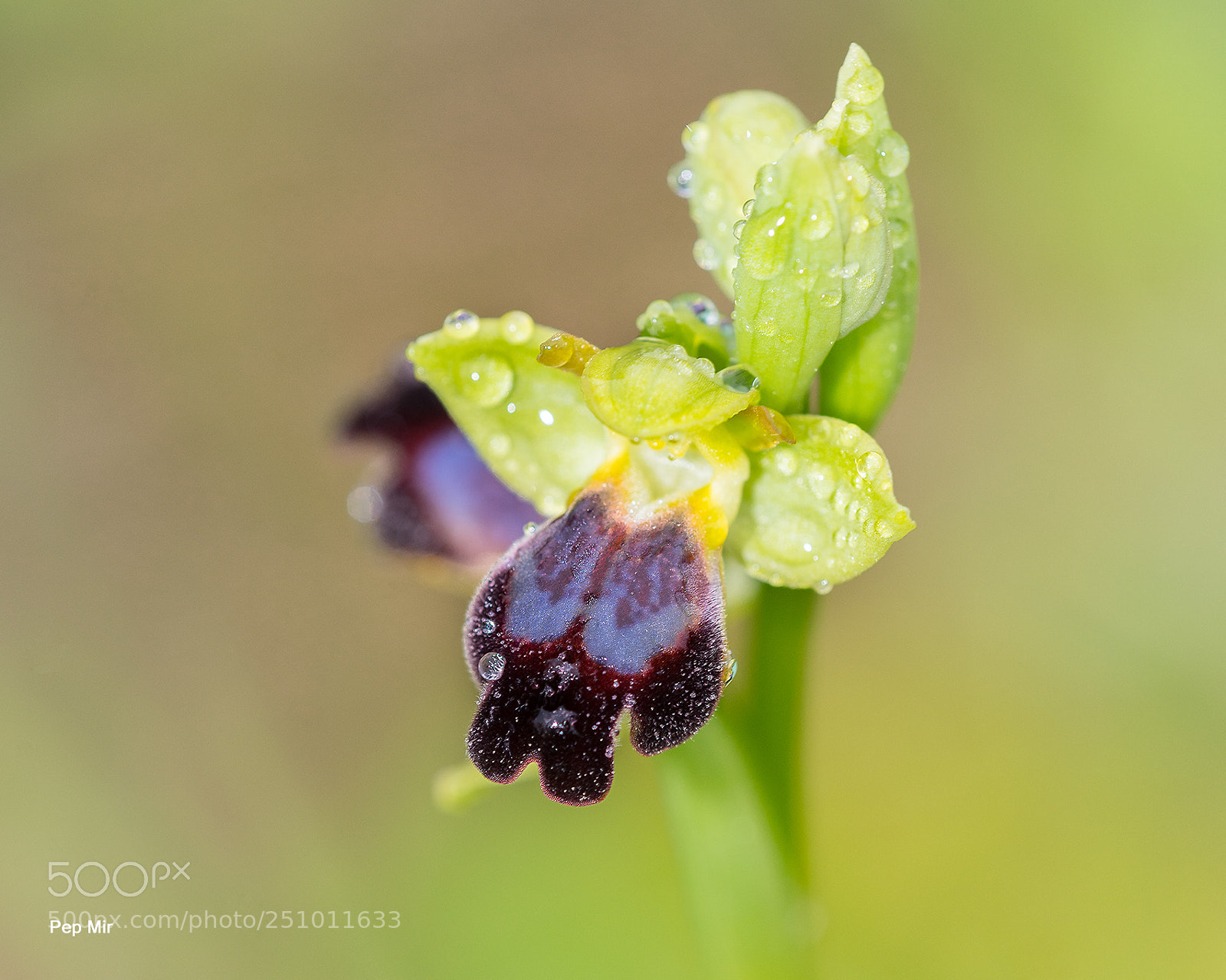 Sony a99 II sample photo. Ophrys bilunulata photography