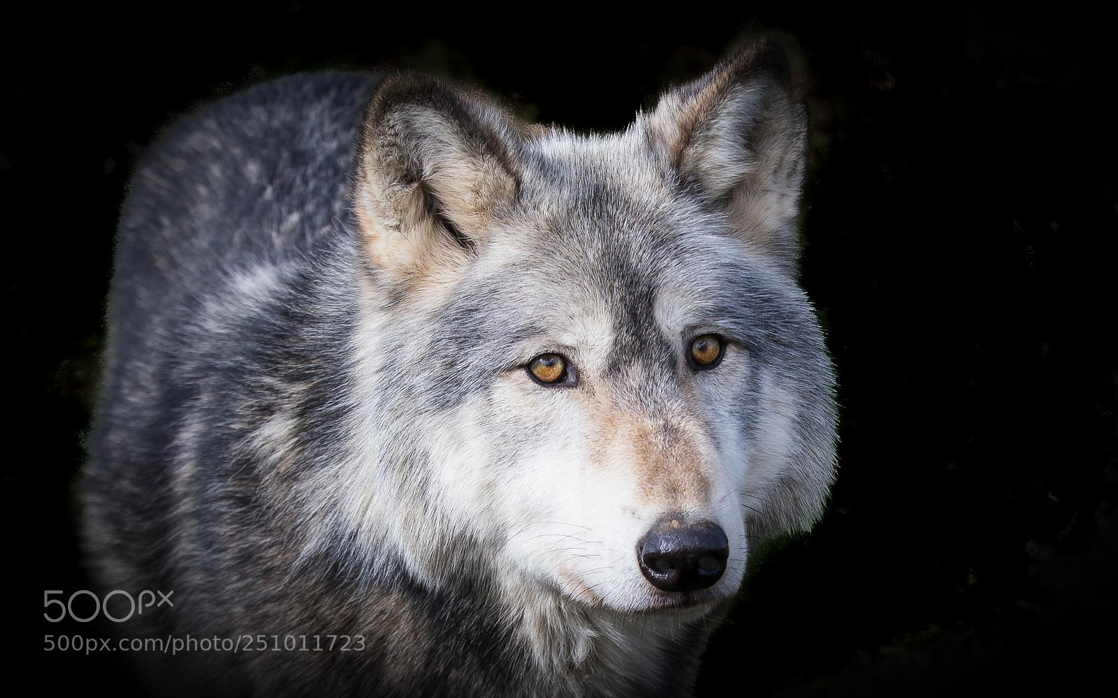 Canon EOS-1D X sample photo. Wolf portrait photography