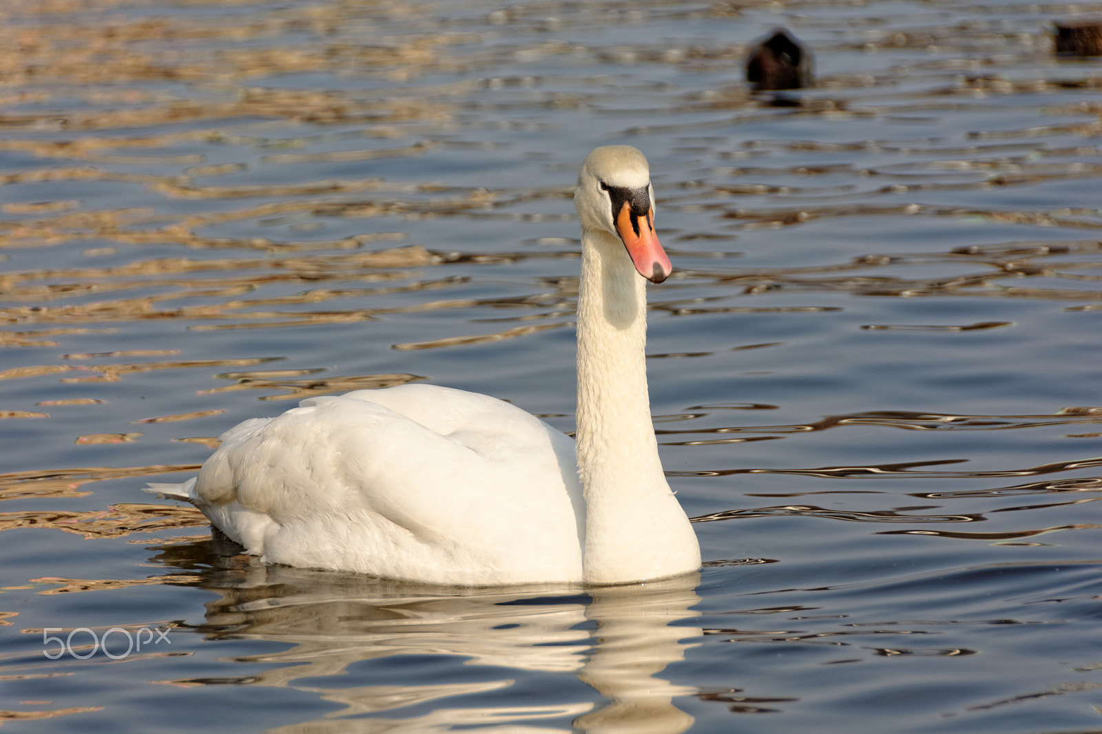 Nikon D7100 sample photo. Swan photography