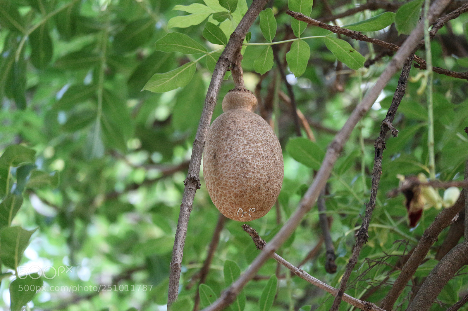 Canon EOS M10 sample photo. Bottle gourd photography