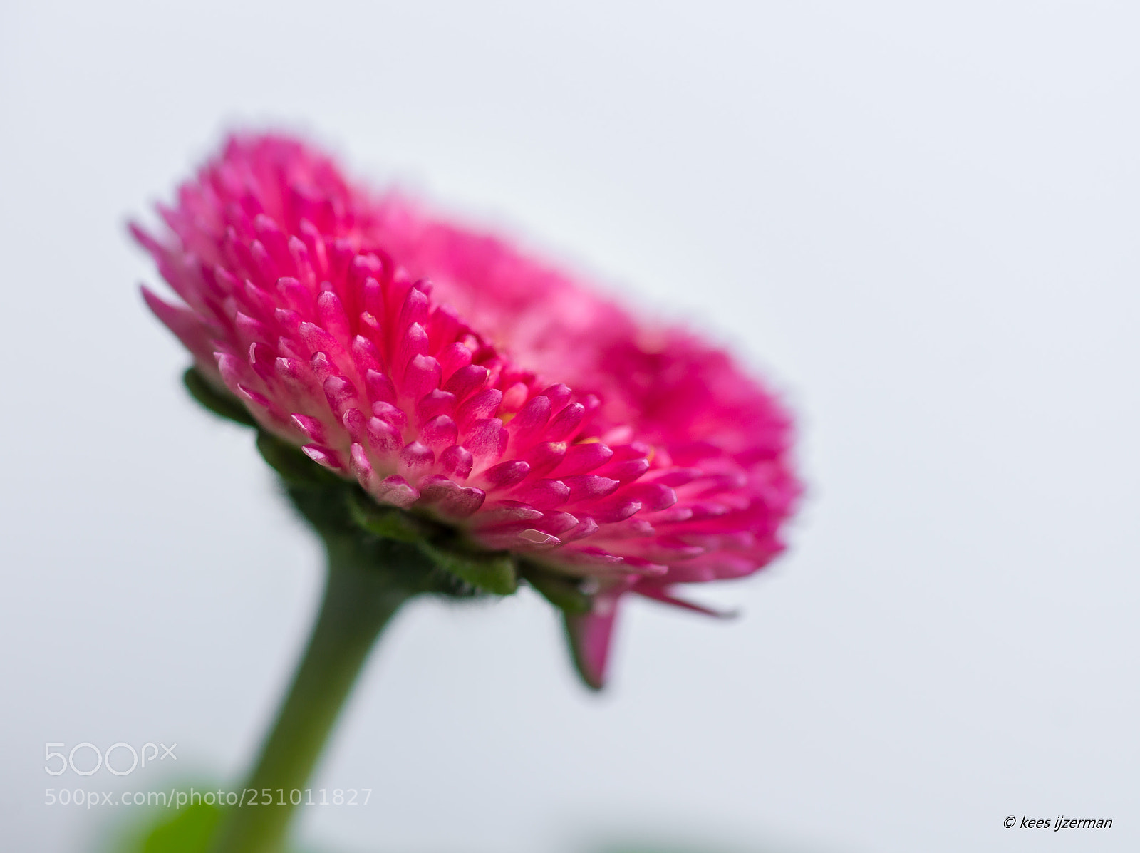 Sony SLT-A77 sample photo. Bellis. photography
