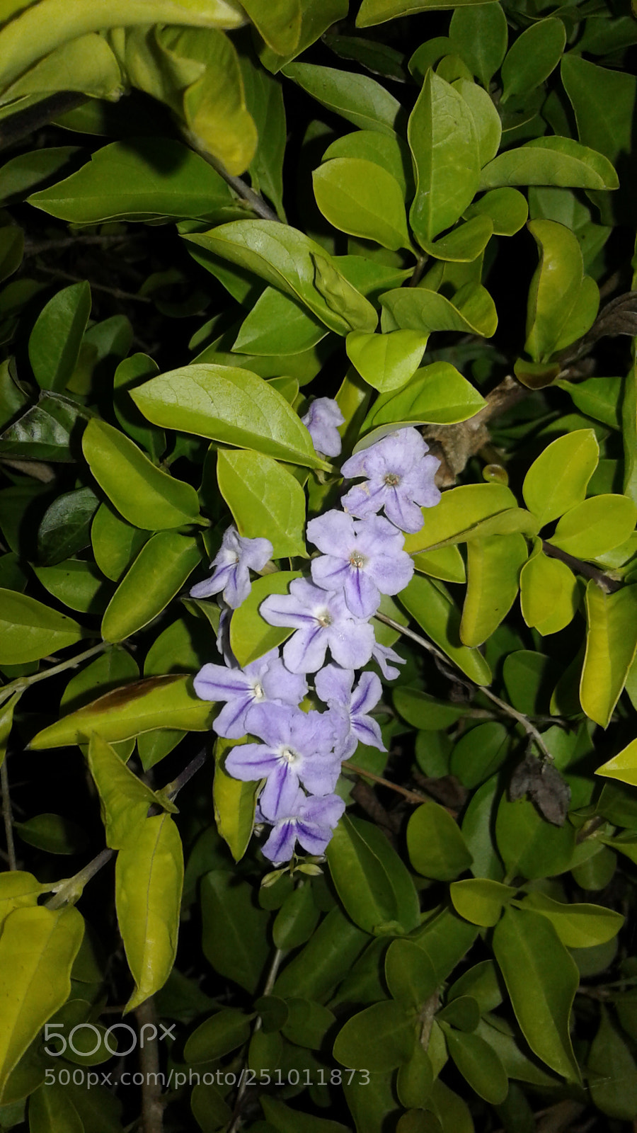 Samsung Galaxy J3(2016) sample photo. Megenta photography