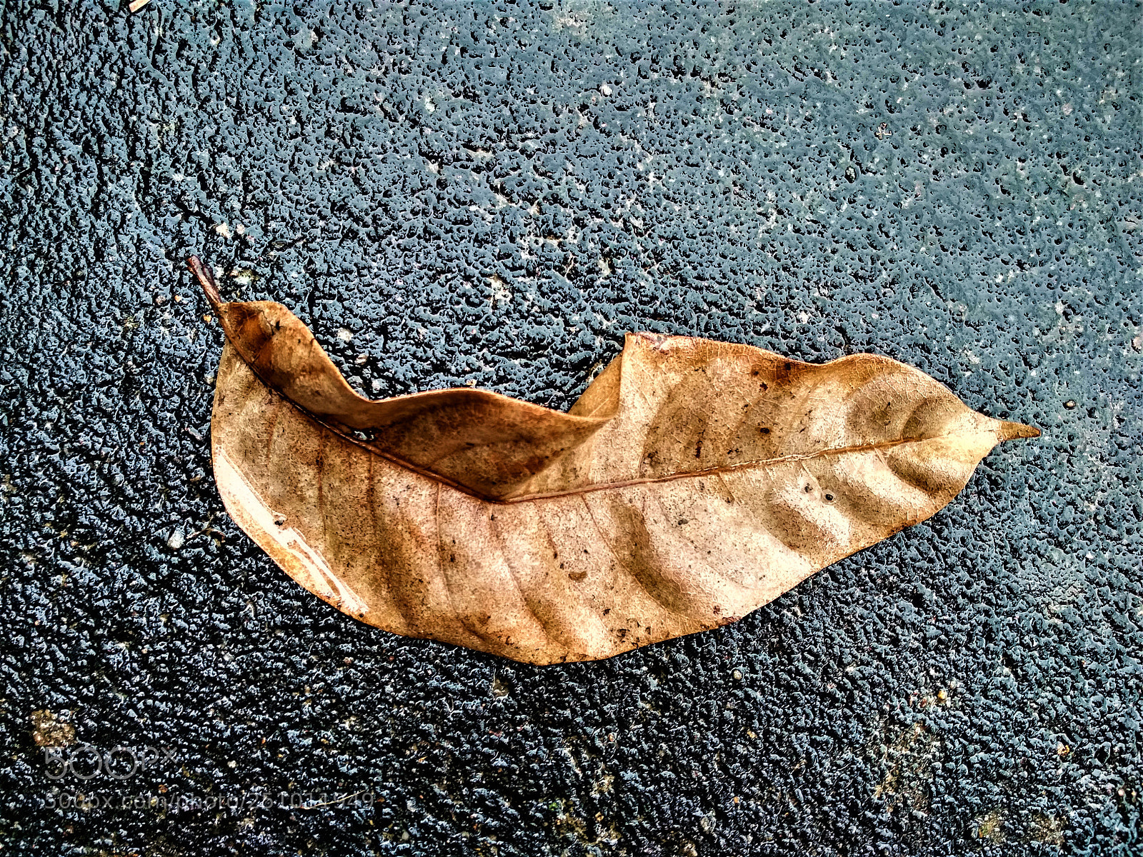 Xiaomi Redmi 4 Pro sample photo. Story of leaf photography