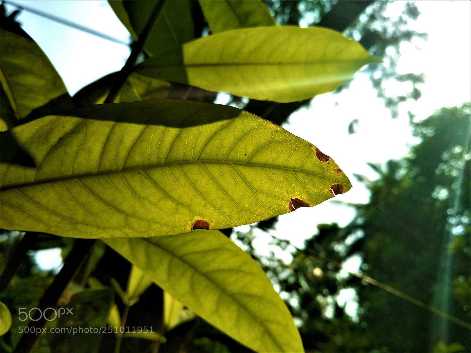 Xiaomi Redmi 4 Pro sample photo. Story of leaf photography