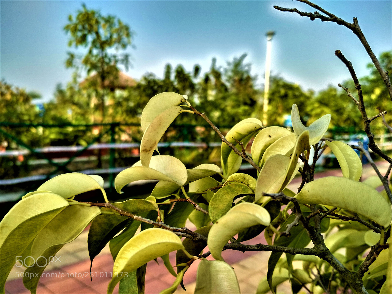 Xiaomi Redmi 4 Pro sample photo. Story of leaf photography