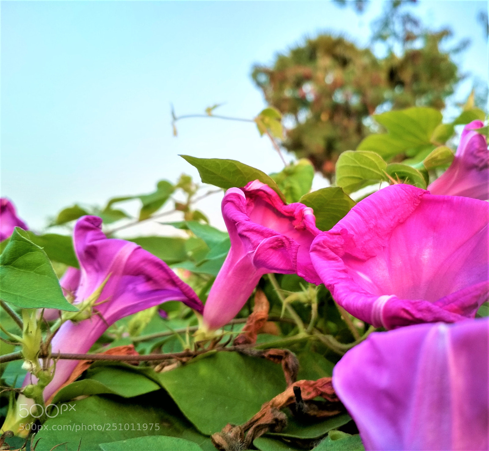 Xiaomi Redmi 4 Pro sample photo. Story of leaf photography