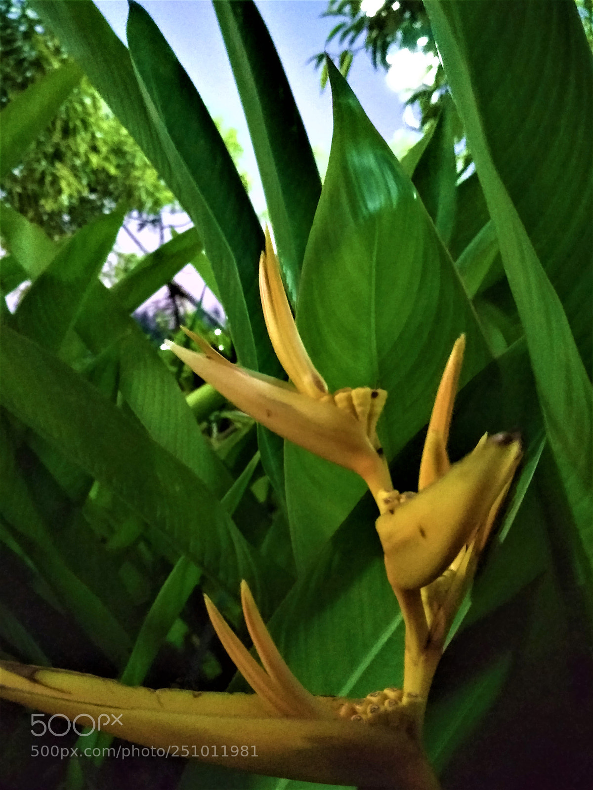 Xiaomi Redmi 4 Pro sample photo. Story of leaf photography