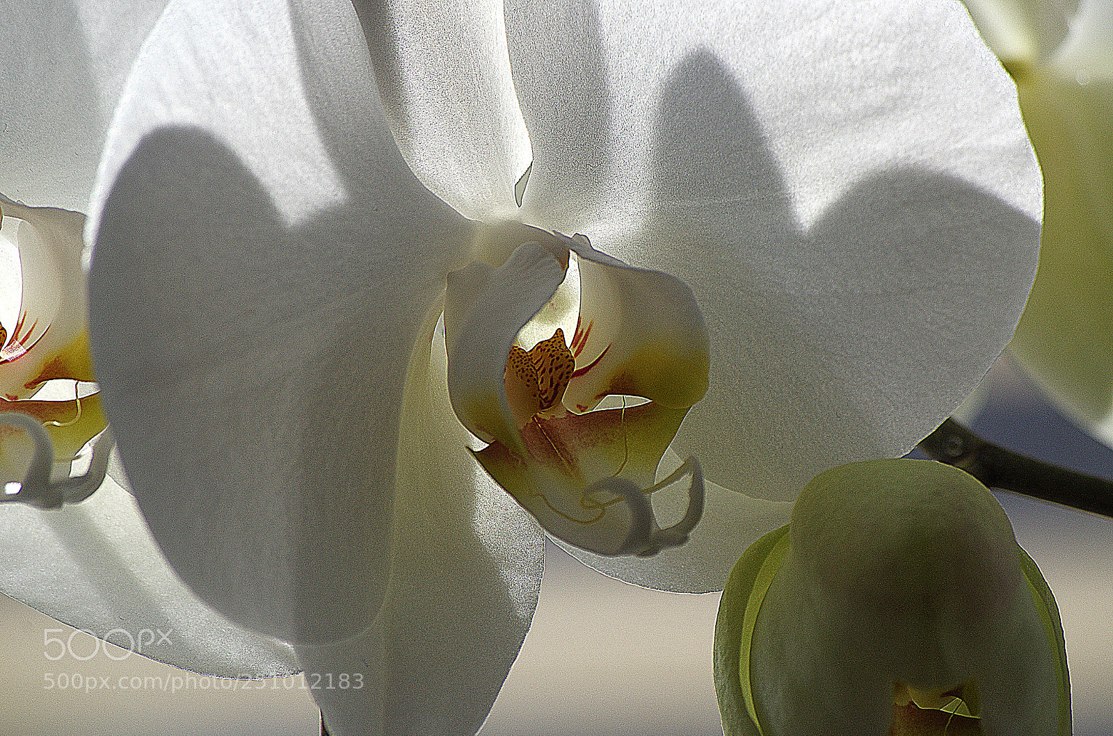 Pentax K-5 sample photo. Pxk photography