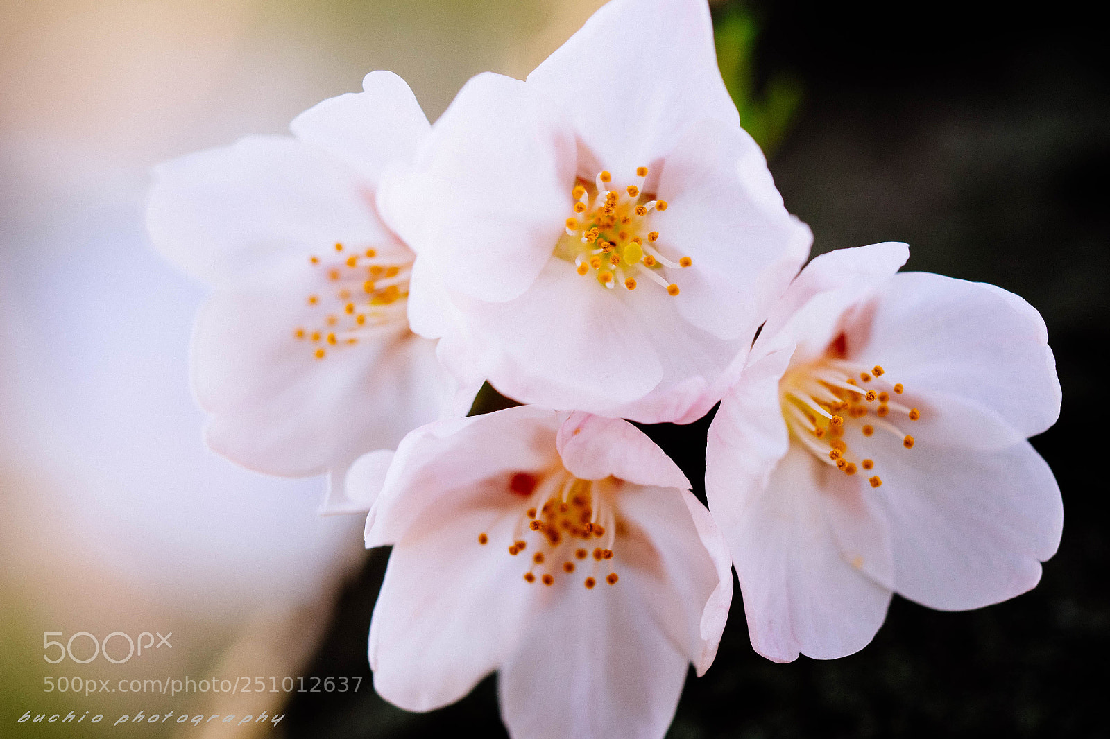 Olympus OM-D E-M1 sample photo. Cherry blossom photography