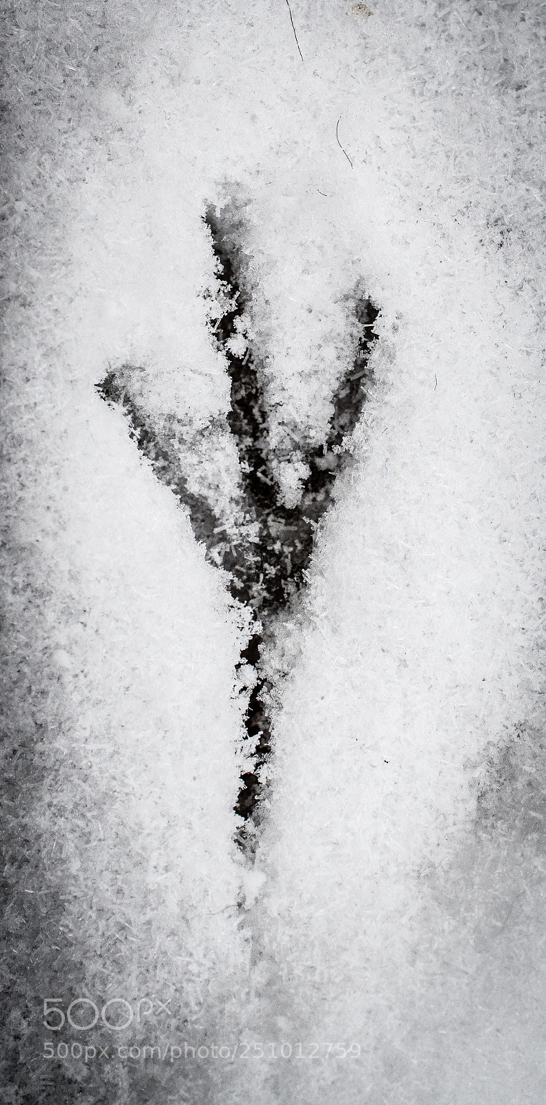 Nikon D500 sample photo. Bird footprint photography