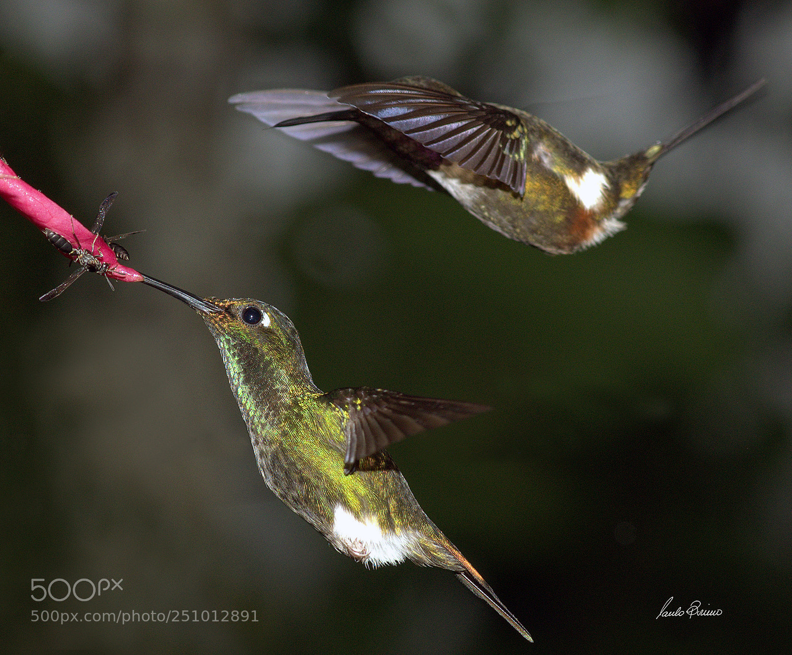 Nikon D600 sample photo. Hummingbirds from ecuator photography