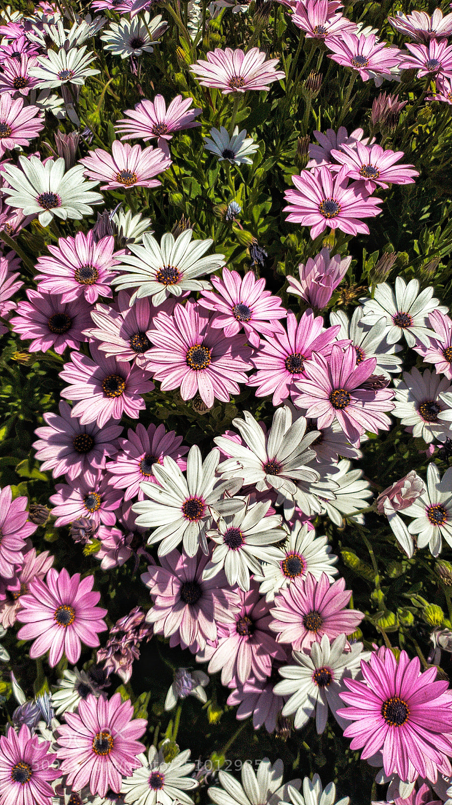 Samsung Galaxy S9+ sample photo. Calp is a flower photography
