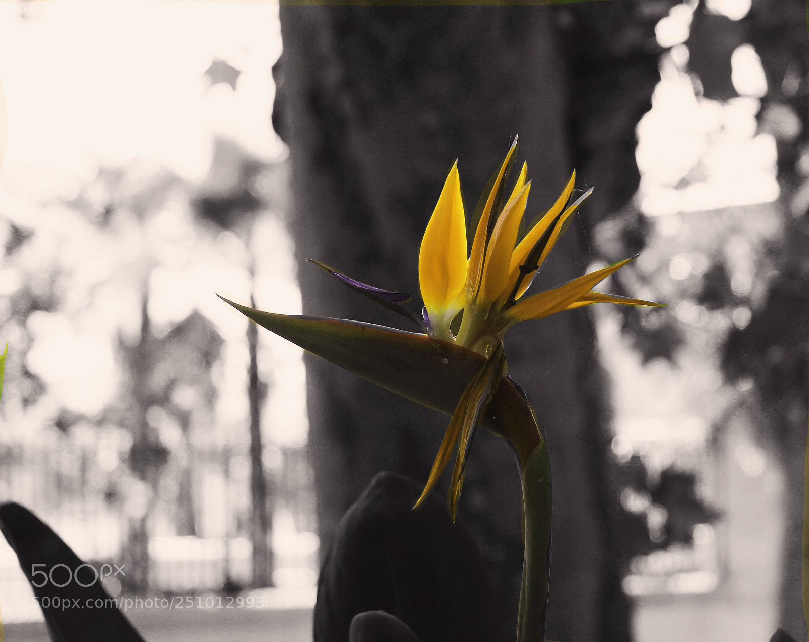 Canon EOS 600D (Rebel EOS T3i / EOS Kiss X5) sample photo. Flower bis photography