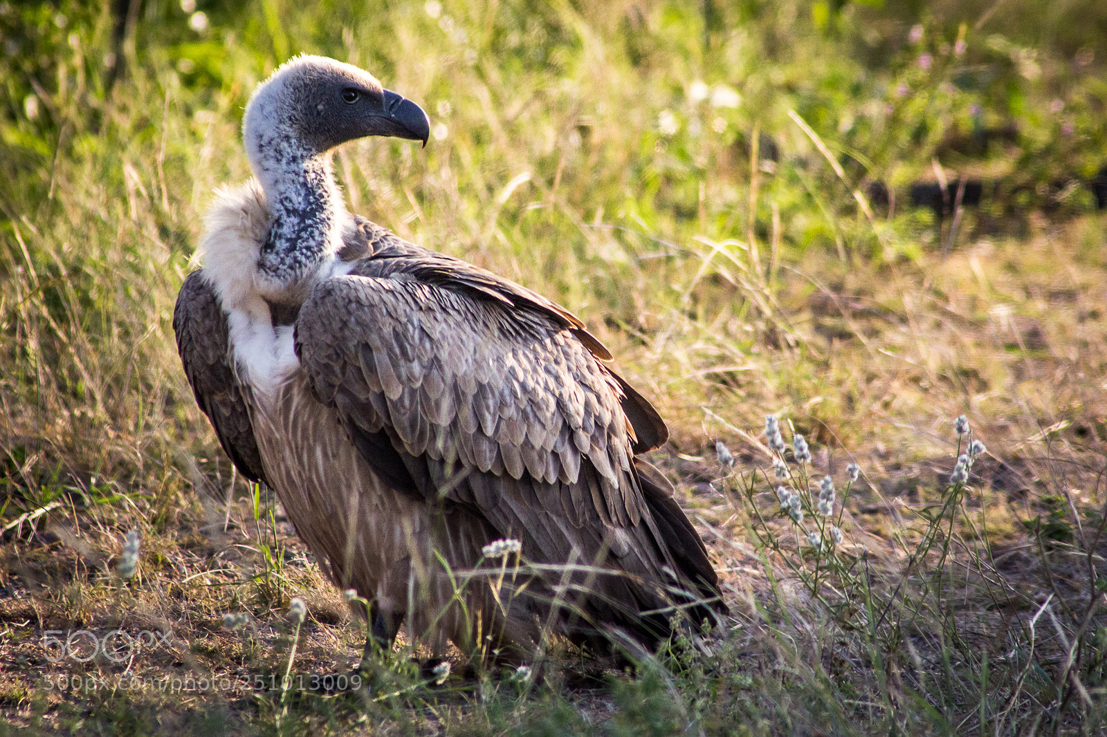 Canon EOS 60D sample photo. White-backed vulture photography