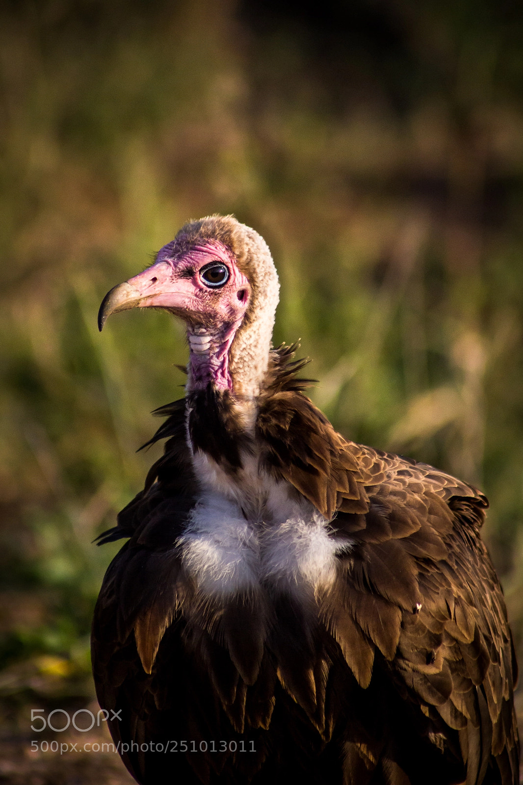 Canon EOS 60D sample photo. Hooded vulture photography