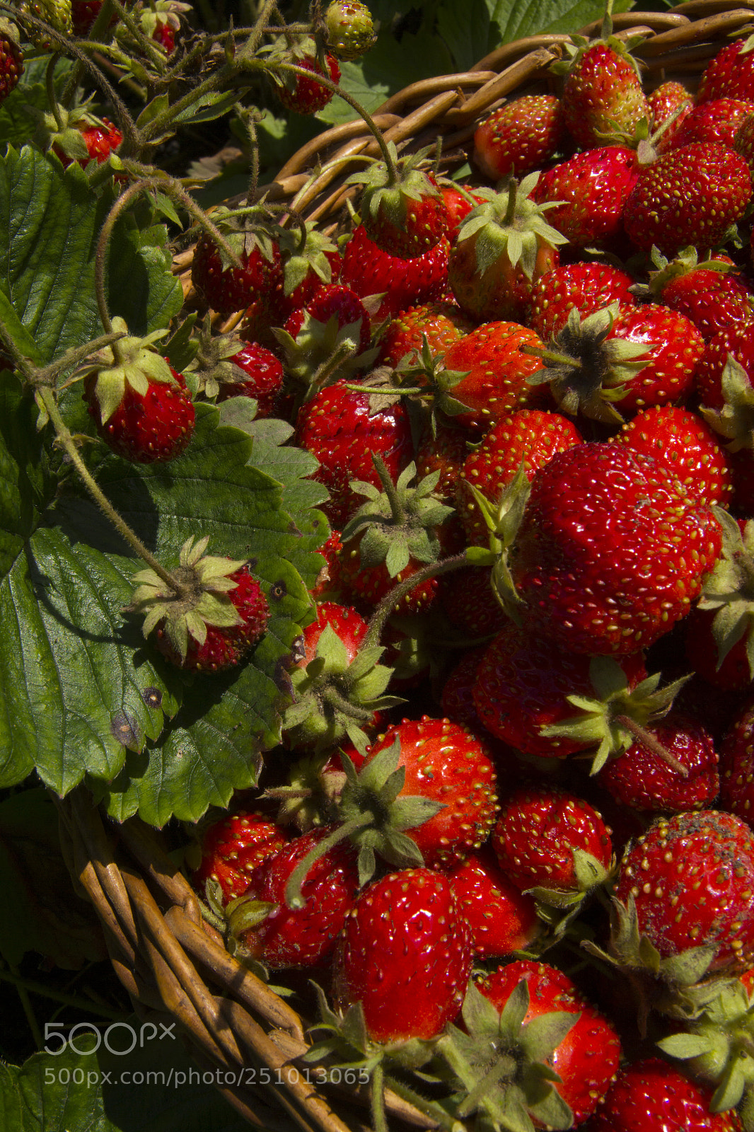 Canon EOS 550D (EOS Rebel T2i / EOS Kiss X4) sample photo. Berries of strawberry photography