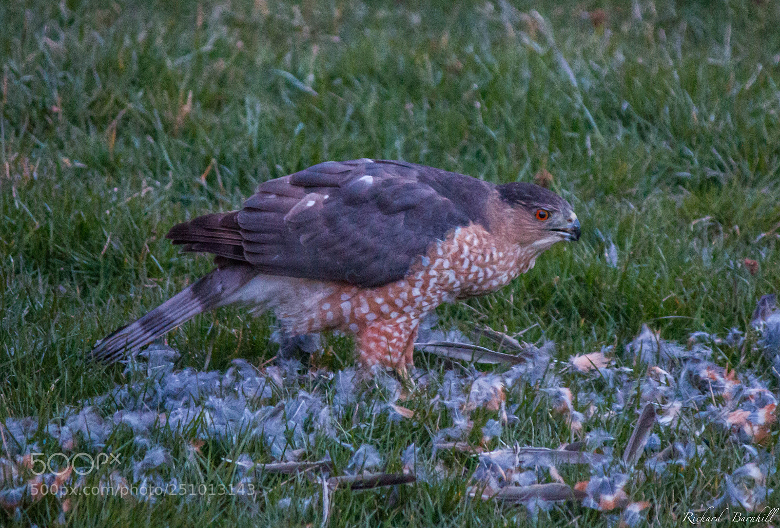 Canon EOS 70D sample photo. Hawk dinner photography