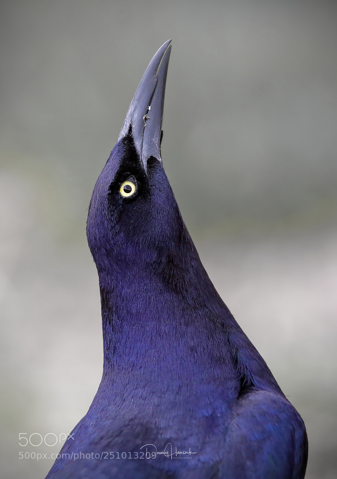 Canon EOS 5D Mark IV sample photo. Great-tailed grackle (male) photography