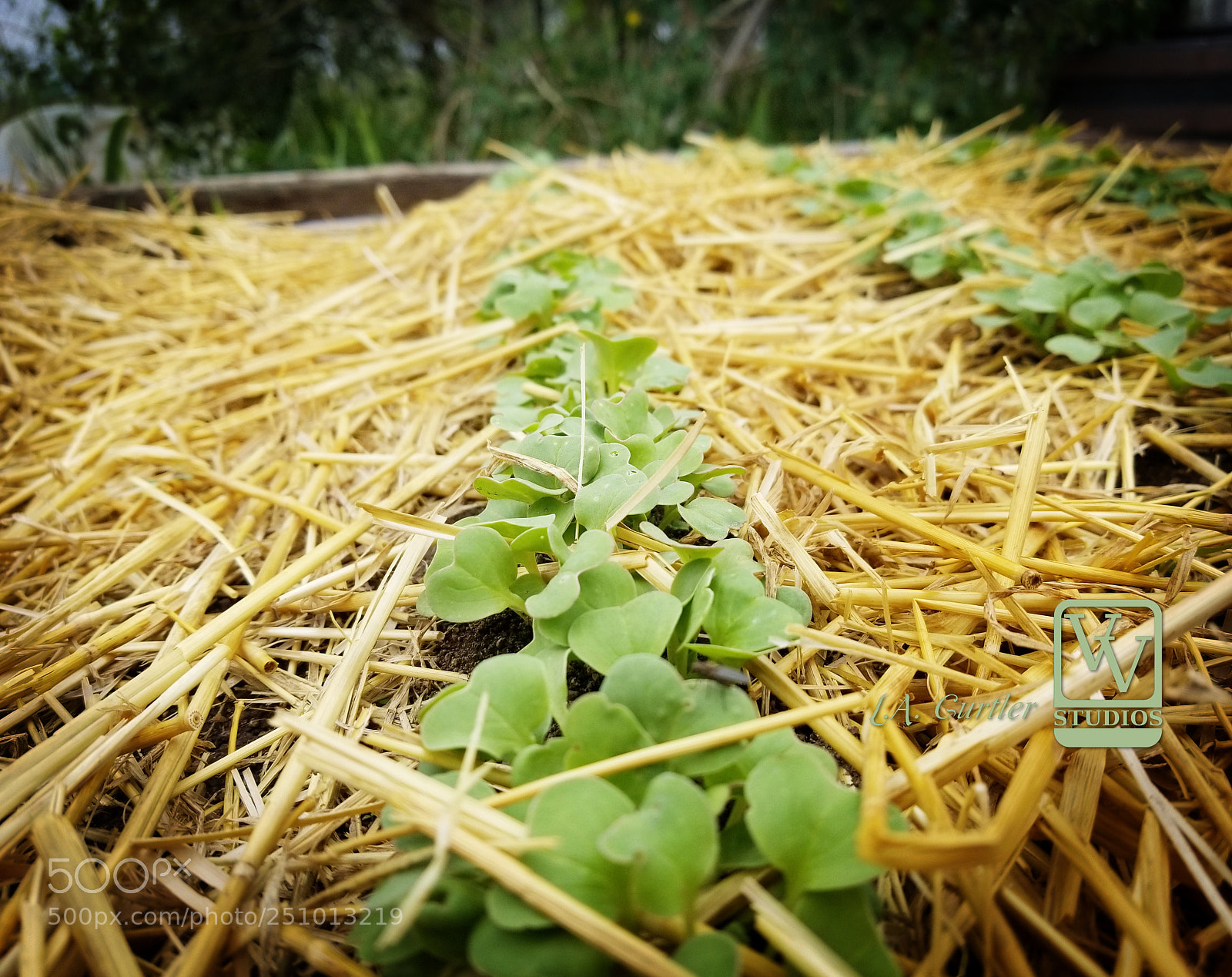 Samsung Galaxy S8 sample photo. Early radish photography