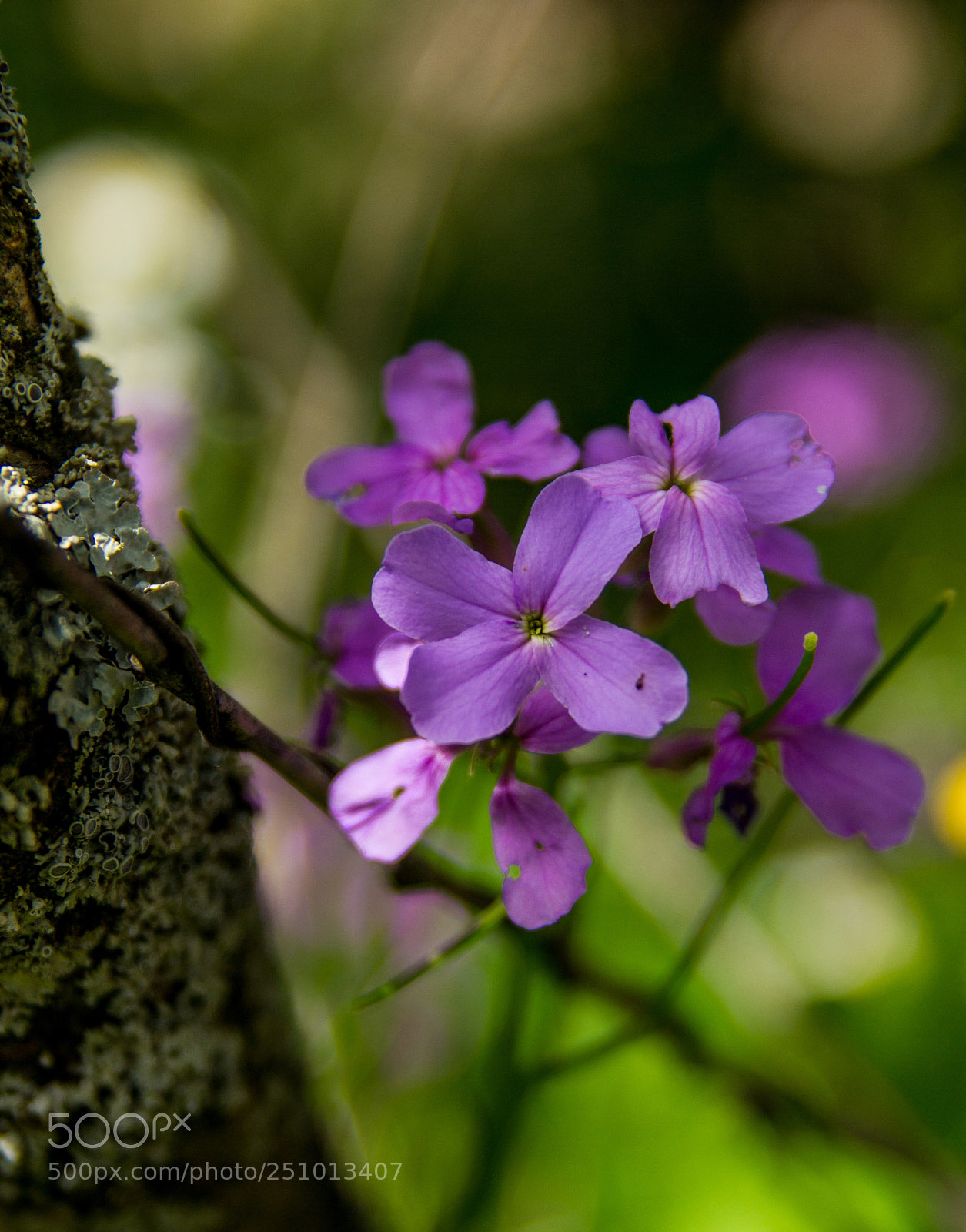 Canon EOS 550D (EOS Rebel T2i / EOS Kiss X4) sample photo. Purple flowers photography