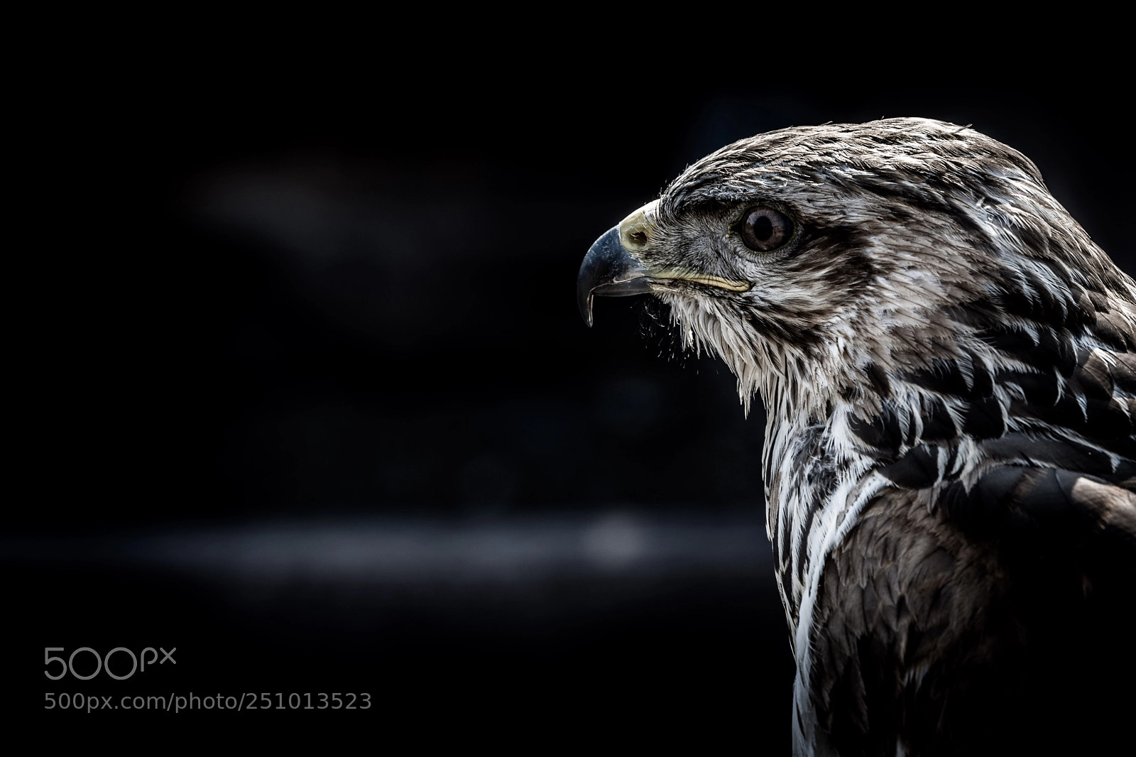Nikon D7200 sample photo. Falcon photography