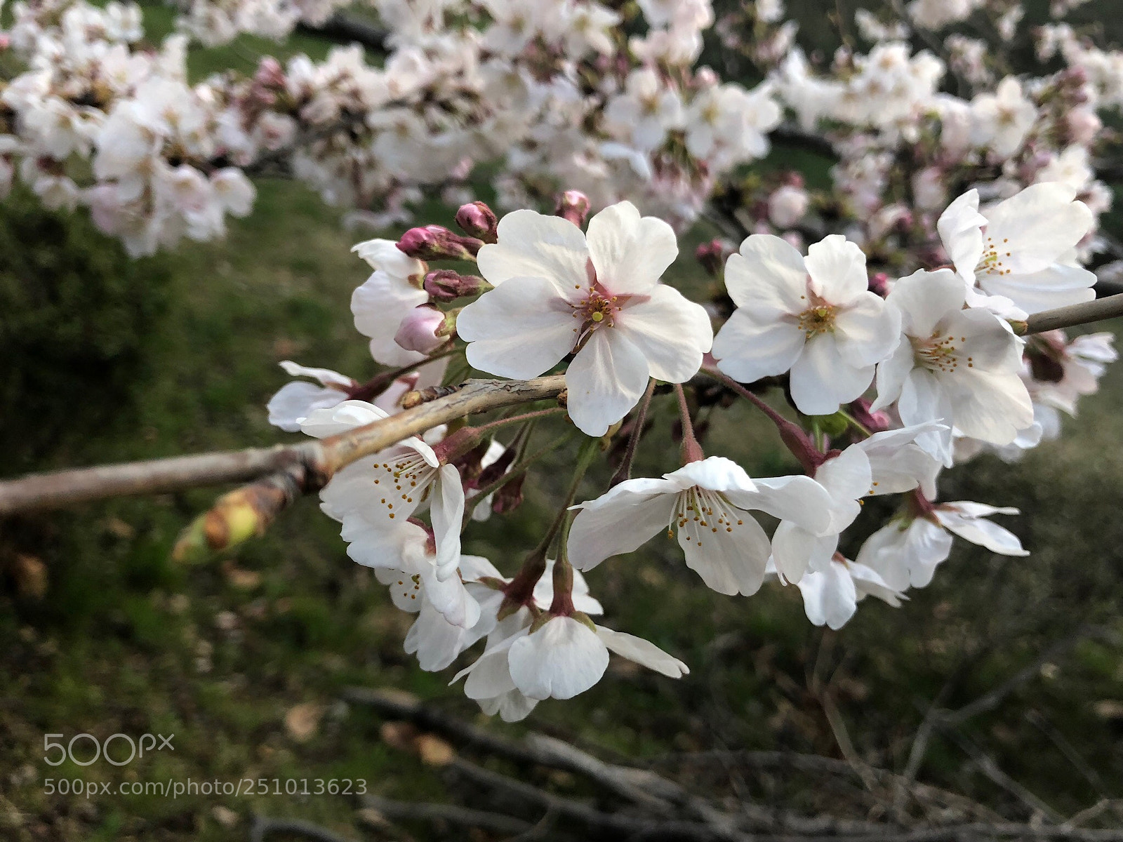 Apple iPhone X sample photo. Untitled photography