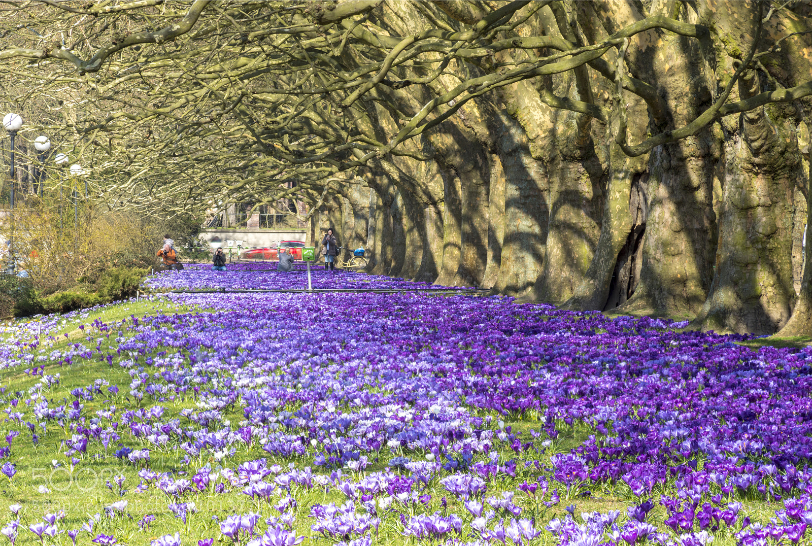Sony ILCA-77M2 sample photo. Crocuses blooming in the photography