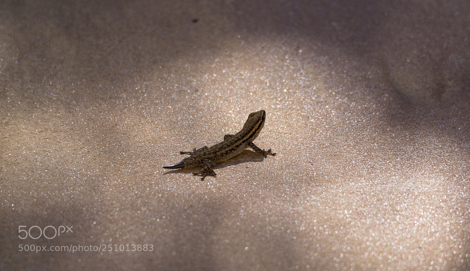 Olympus OM-D E-M10 II sample photo. Tail regeneration photography