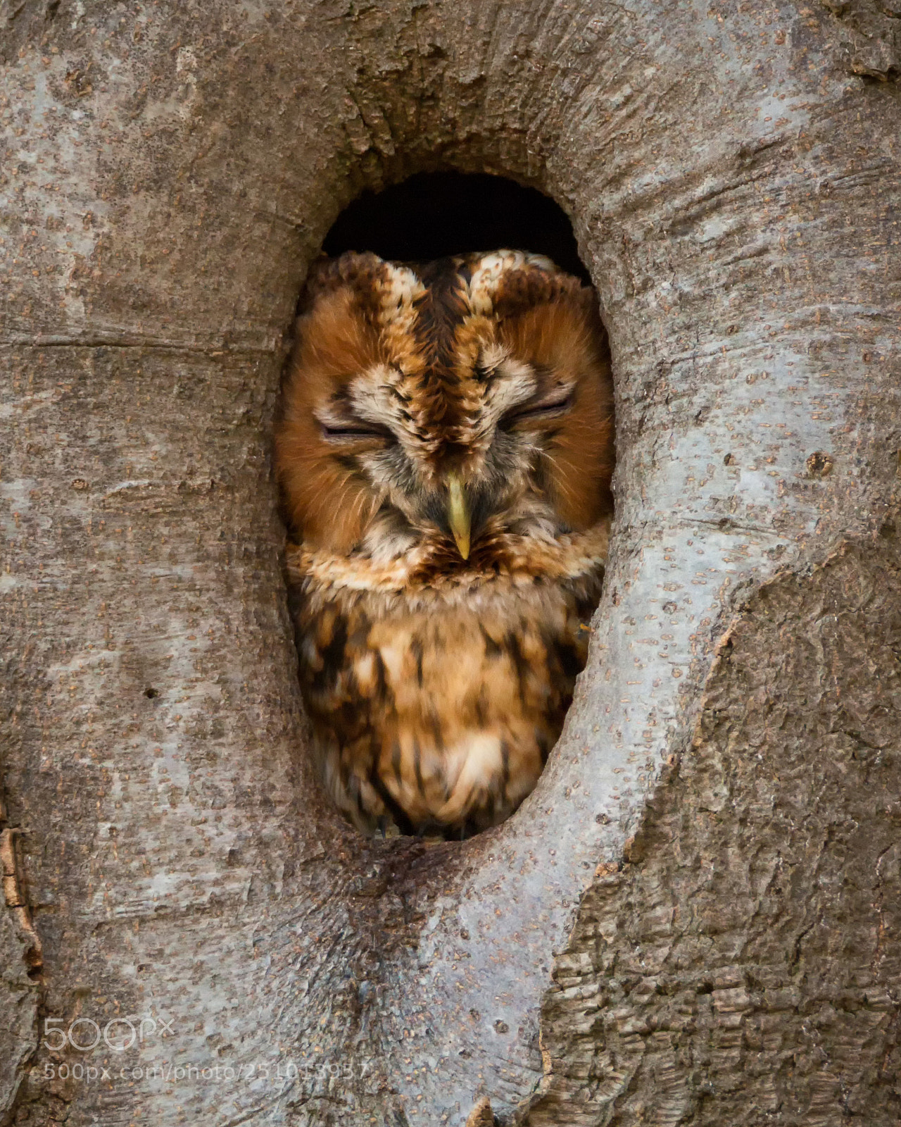Canon EOS 70D sample photo. Tawny owl sleeping photography